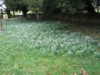 snowdrops in churchyard